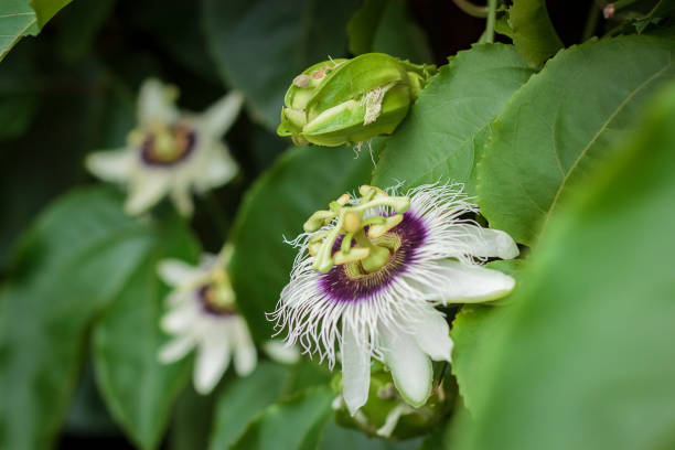 istock passiflora edulis flower or passion flowe 1055598450