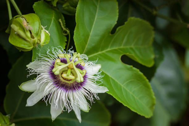 istock passiflora edulis flower or passion flowe 1055598456