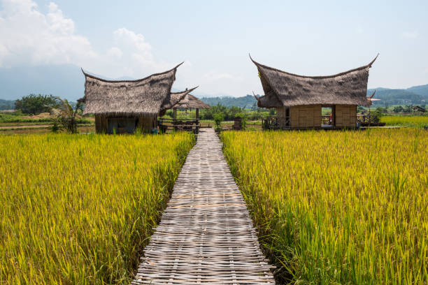 istock Hut and rice field with bamboo bridge in nature with blue sky 1055598474