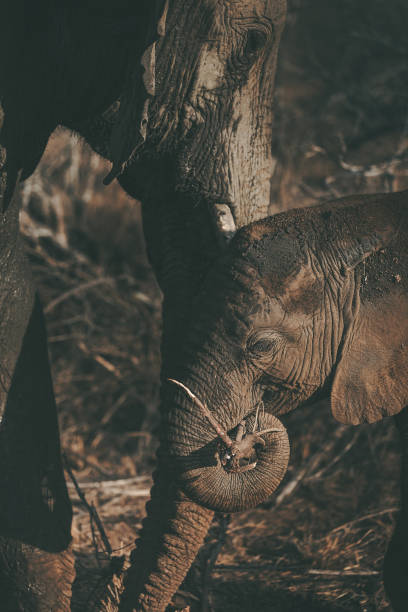 Portrait of bathing elephant. Animal is in a deep river and its trunk is raised high. The bright sandy river bank in the background is heavily blurred.