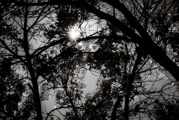 istock Silouhette of trees in the sun 1055601418