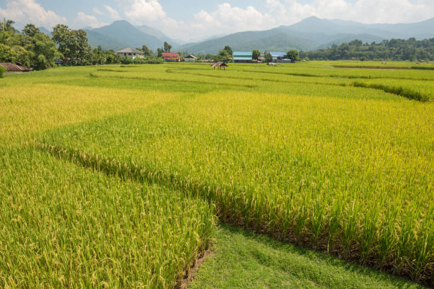 istock Hut and rice field in nature 1055601836