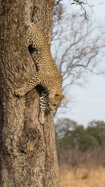 istock Lone leopard climbing fast down a tree trunk in nature during daytime 1055601996