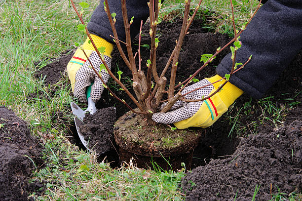 plantando un shrub - plantar en maceta fotografías e imágenes de stock