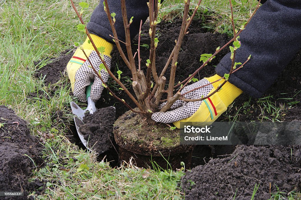 Насаждения в shrub - Стоковые фото Сажать роялти-фри