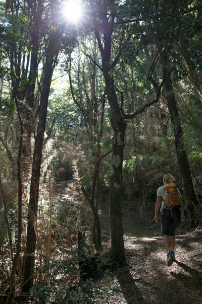 istock Female hiker walks through rainforest, into sunlight 1055607838