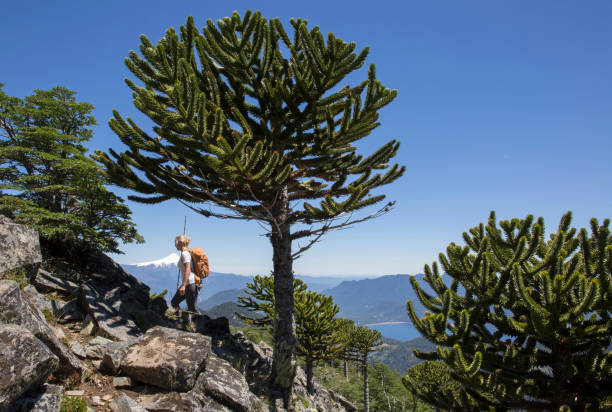 Female hiker ascends mountain slope above Monkey Puzzle trees Puyehue National park, Araucaria araucana trees araucaria araucana stock pictures, royalty-free photos & images