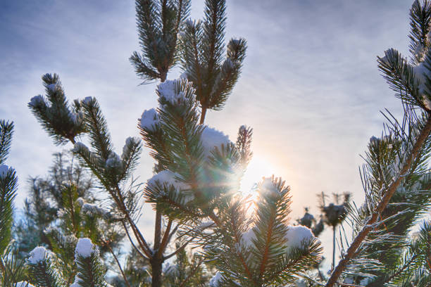 istock Winter. Fir branches in the snow 1055608348