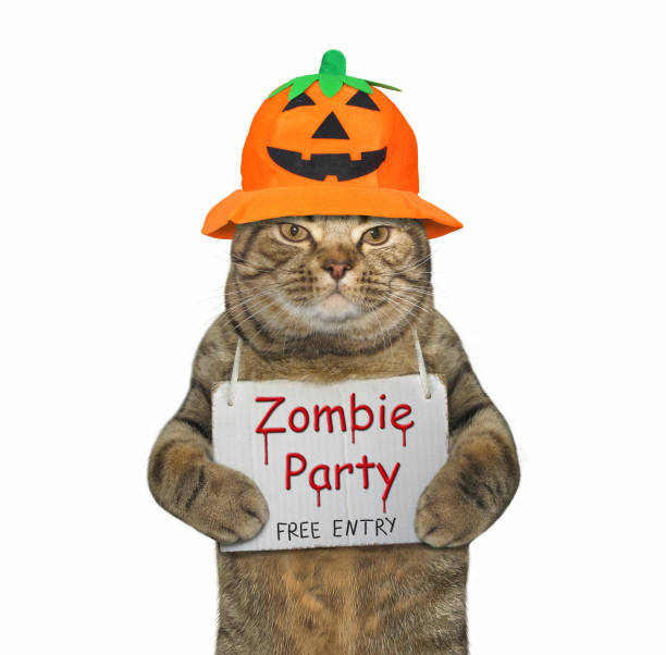 istock Cat in a pumpkin hat with a sign 1055609448