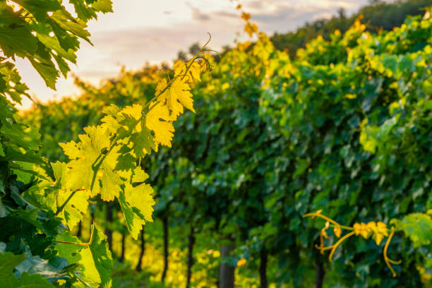 istock Sunny vineyard in Vipava valley, Slovenia 1055609598