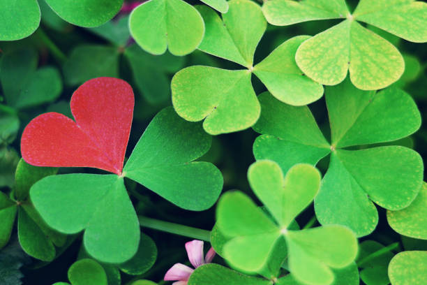 Valentines Day heart. Valentines Day background. Valentines Day heart. Valentines Day background. oxalis acetosella flowers stock pictures, royalty-free photos & images
