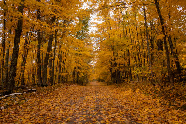 istock Golden orange trees  driveway 1055611176