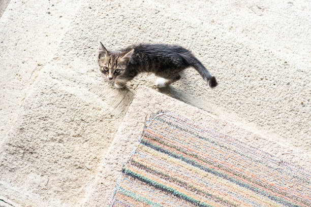 istock Small cat on a threshold of a house looking up in a camera 1055612206