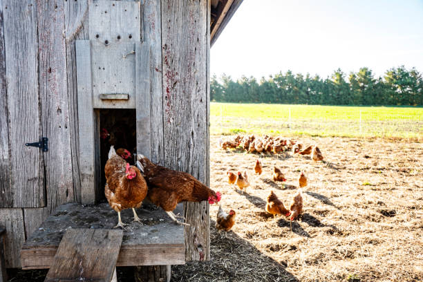 istock Organic Chickens in a chicken coop. 1055612242