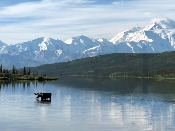 orignal & denali - scenics denali national park alaska usa photos et images de collection