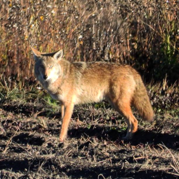 istock Urban coyote holds my gaze 1055617654
