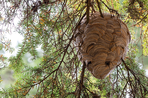 A hornets nest built on a pine tree branch.