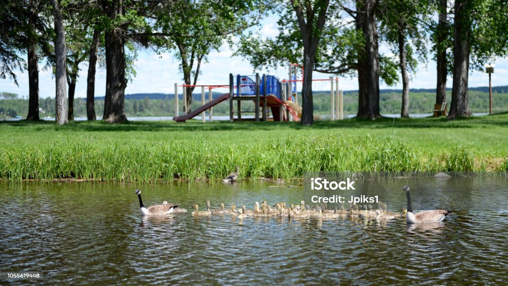 Geese Geese playschool in Greenwaterlake provincial park, Saskatchewan, Canada Abstract Stock Photo