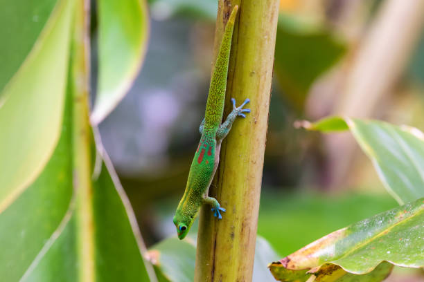 istock Gold dust day Gecko climbing on palm shoot, upside down, in Hawaii. 1055619488