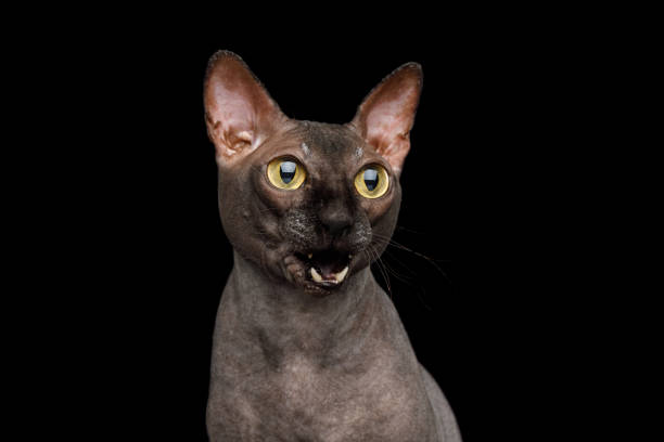 istock Funny Sphynx Cat on isolated black background 1055619608