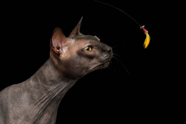 istock Funny Sphynx Cat on isolated black background 1055619610