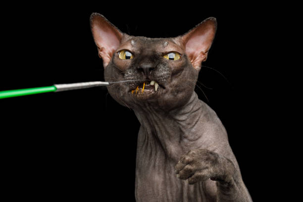 Funny Sphynx Cat on isolated black background