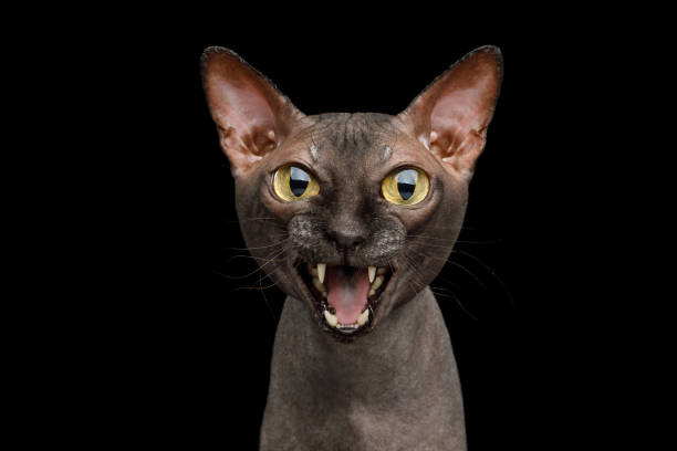 istock Funny Sphynx Cat on isolated black background 1055619694