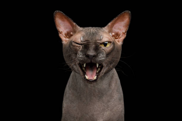 istock Funny Sphynx Cat on isolated black background 1055619696