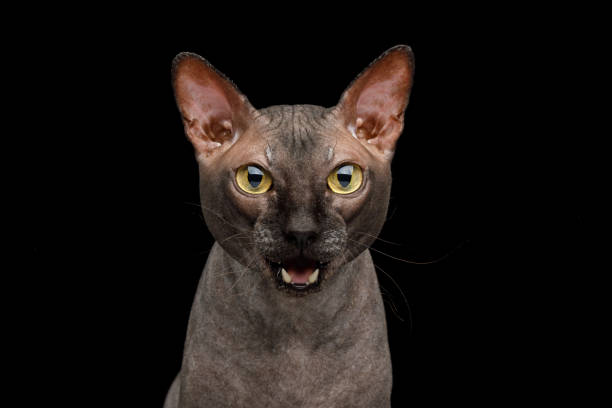 istock Funny Sphynx Cat on isolated black background 1055619738