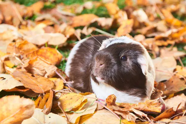 Guinea pig pet animal sitting outdoors in autumn leaves