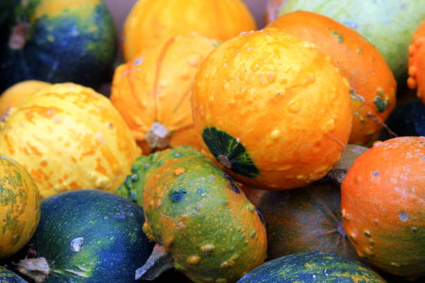 istock Pumpkin Collection at Farmers Market 1055620498