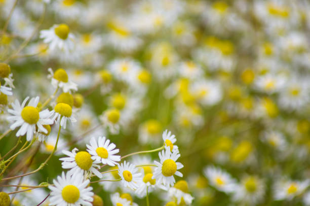 tysiąc kwiatów w słońcu - blue chamomile zdjęcia i obrazy z banku zdjęć