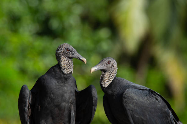 Black Vulture portrait This image was captured on the beach in Matapalo, Costa Rica located on the beautiful Osa Peninsula. american black vulture photos stock pictures, royalty-free photos & images