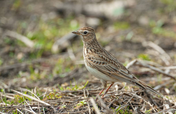 istock Eurasian skylark perching in a field 1055625356
