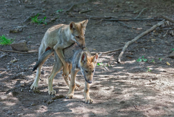 istock Two eurasian wolf cubs in a forest 1055625380