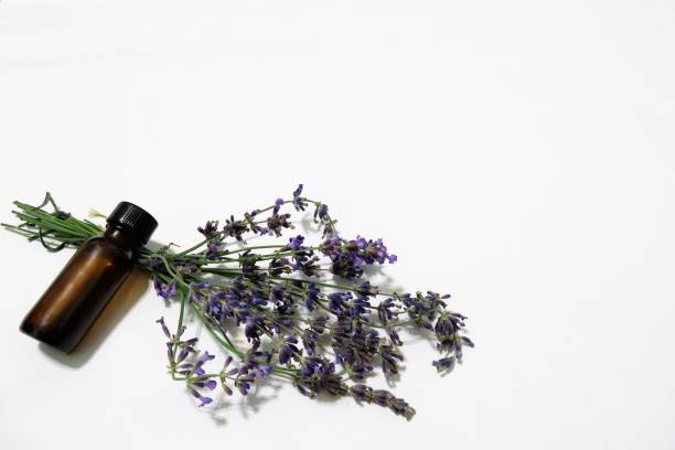 istock Lavender and essential oil bottle on background 1055625680