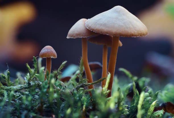 istock Mushroom meadow in the forest close up macro 1055625716