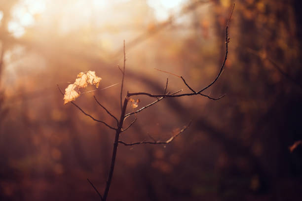 istock Natural autumn background shining yellow foliage in sun rays. 1055626262