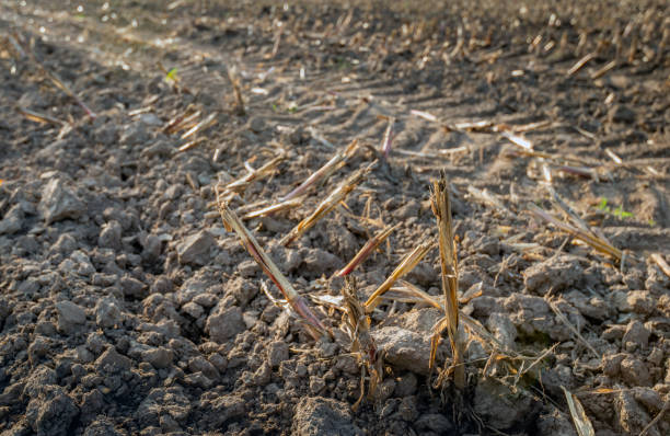 istock Row of frayed corn stubbled from close 1055626420