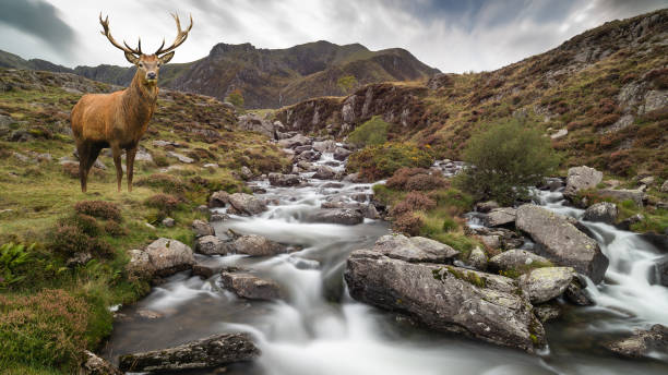 istock Dramatic landscape image of red deer stag by river flowing down mountainous landscape in Autumn 1055628286
