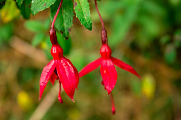 istock couple red flowers bells on a tree 1055630924