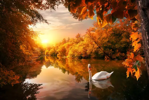 Photo of Swan on autumn pond