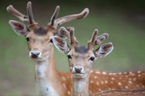 Portrait of two male fallow deer (Dama dama) with growing antlers in june. Velvet covers a growing antler, providing blood flow that supplies oxygen and nutrients.