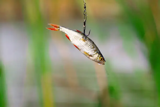 Photo of Live bait for pike fishing