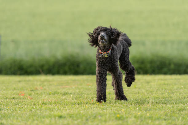 istock King poodle. Funny big dog is jumping on a meadow 1055635438