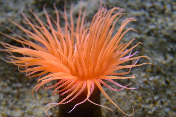 Orange sea anemone stock photo