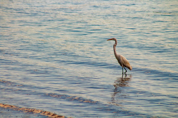 istock Beautiful marine bird on the shore in St. Augustine, Florida 1055635866