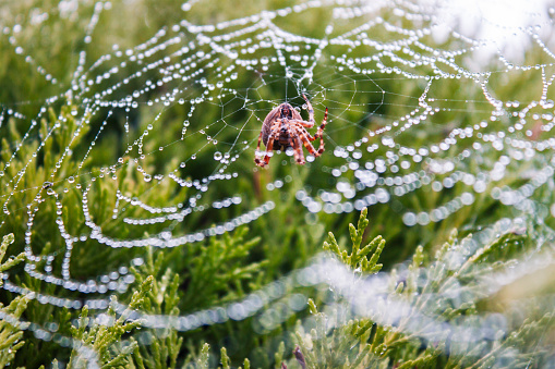 Spiderweb after rain