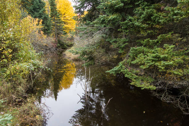 istock Fall Colors Reflected In Stream At Michigan Hiawatha National Forest 1055642614