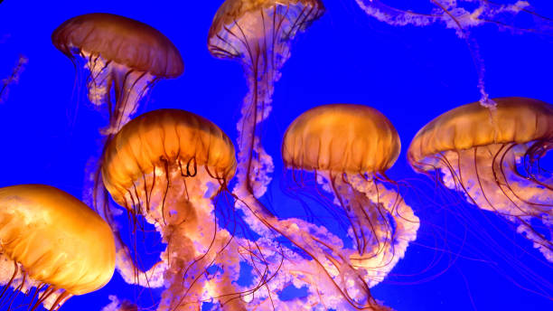 Jellyfish floating stock photo